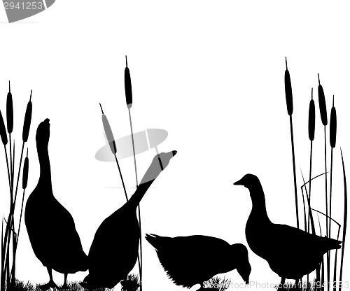Image of Goose silhouettes