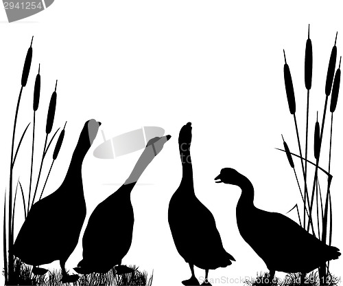 Image of Gooses  silhouettes