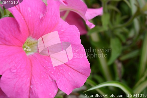 Image of Pink flower, macro on flower, beautiful abstract background
