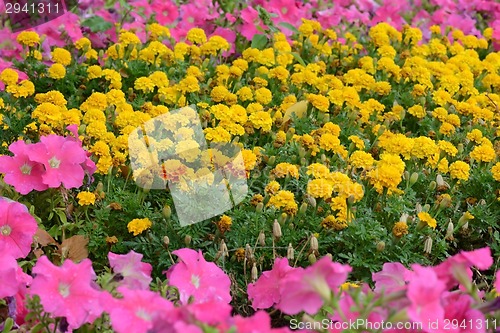Image of field of flowers