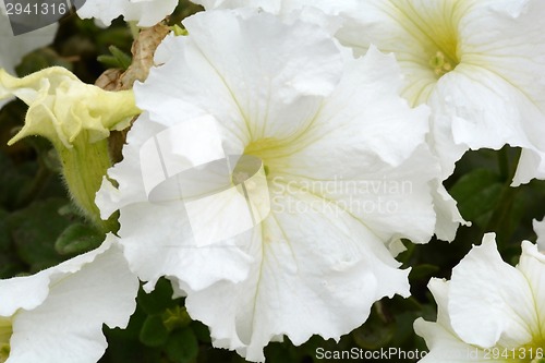 Image of White flower