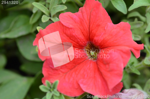 Image of flower close-up