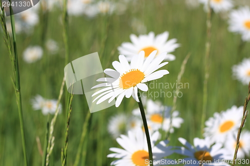 Image of daisy field