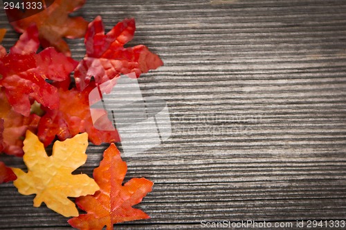 Image of foliage, autumn leaves