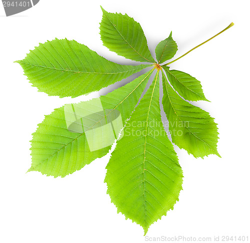 Image of Green Leaf Chestnut