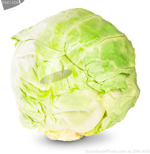 Image of Green Fresh Cabbage