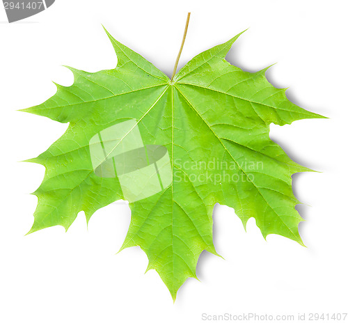 Image of Green Maple Leaf