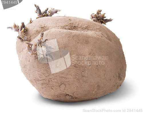 Image of Dirty Sprouting Potatoes Rotated