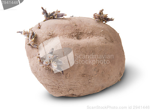 Image of Dirty Sprouting Potatoes