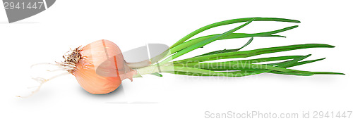 Image of Onion Bulbs With Green Sprouts