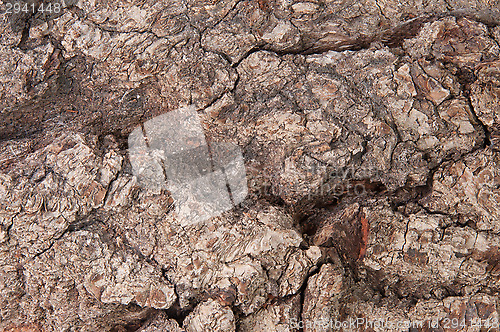Image of Abstract Background Bark