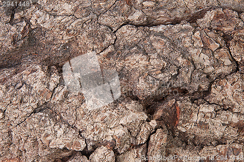 Image of Abstract Background Bark