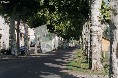 Image of tree lined street