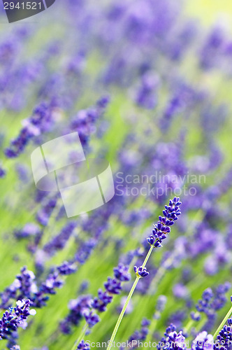 Image of Lavender
