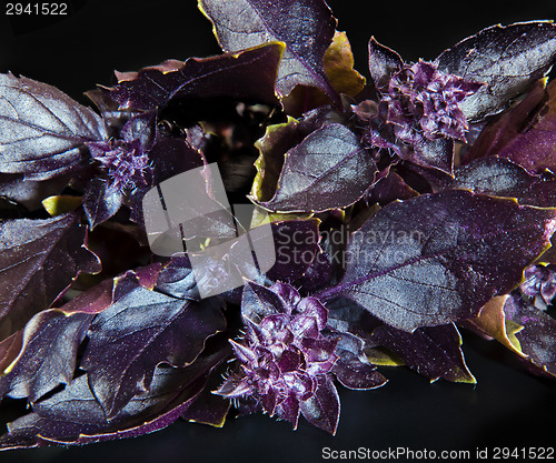 Image of Basil