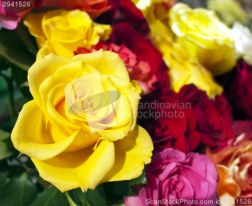 Image of Roses