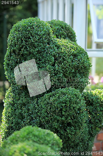 Image of green bear topiary  