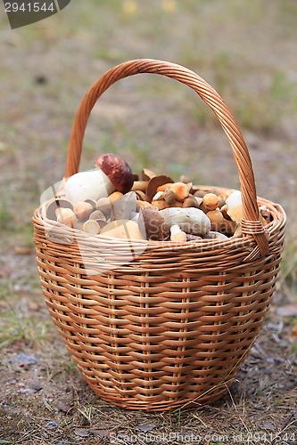 Image of Basket  mushrooms