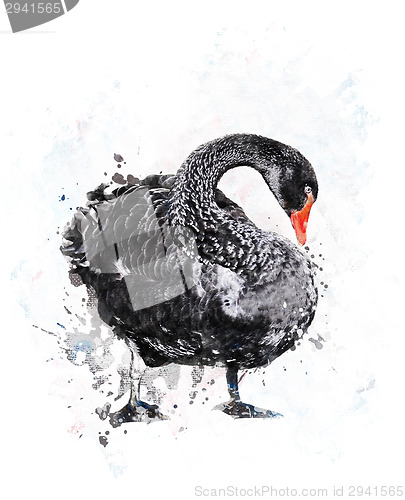 Image of Black Swan.Watercolor