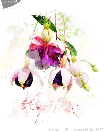 Image of Watercolor Image Of  Fuchsia Flowers 