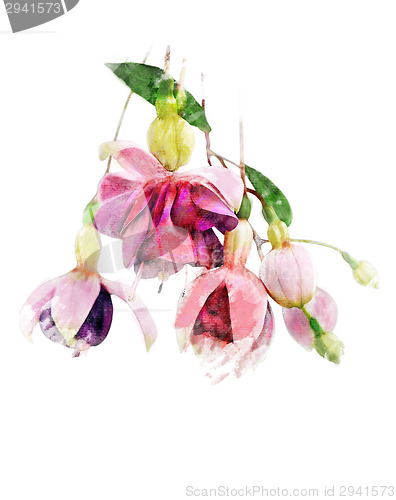 Image of Watercolor Image Of  Fuchsia Flowers