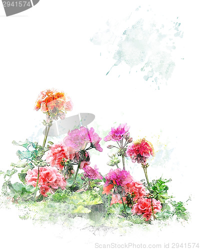 Image of Watercolor Image Of  Geranium Flowers