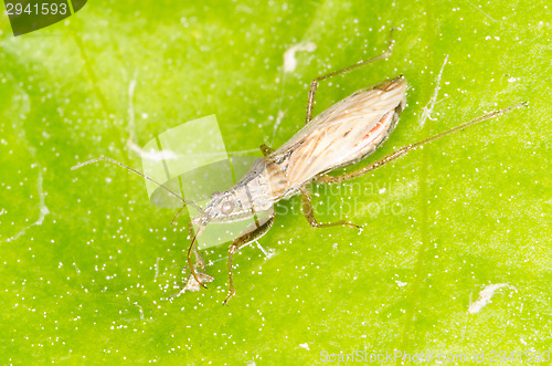 Image of Bug