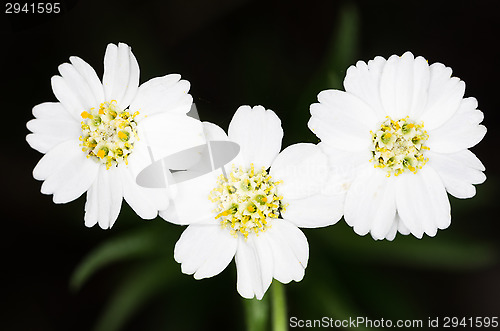 Image of Flowers