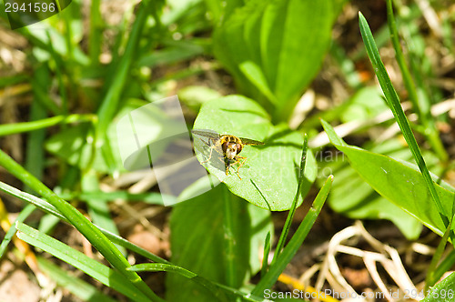 Image of Hoverfly