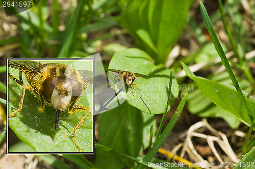 Image of Hoverfly