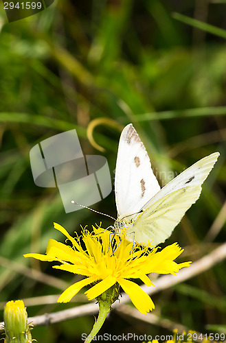 Image of Butterfly