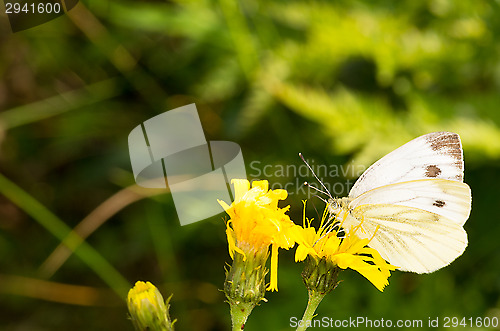 Image of Butterfly