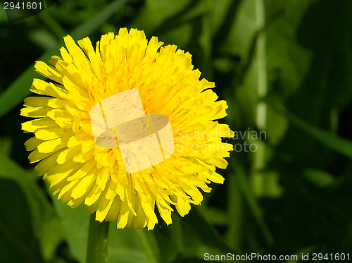Image of Dandelion