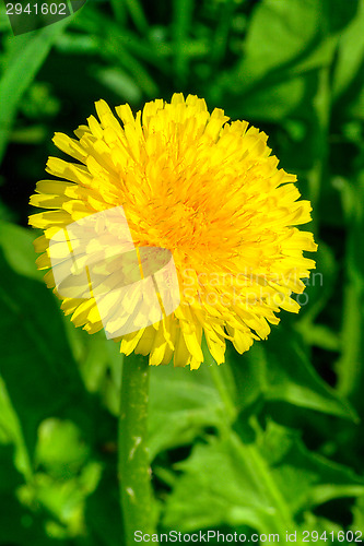 Image of Dandelion