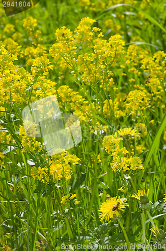Image of Meadow