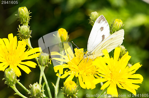 Image of Butterfly