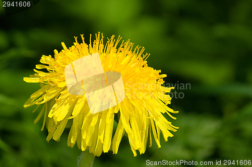 Image of Dandelion