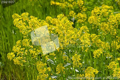 Image of Yellow flowers