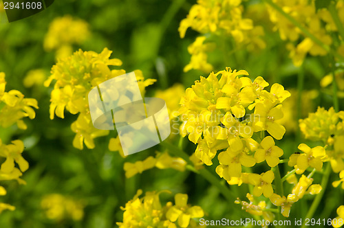 Image of Yellow flowers