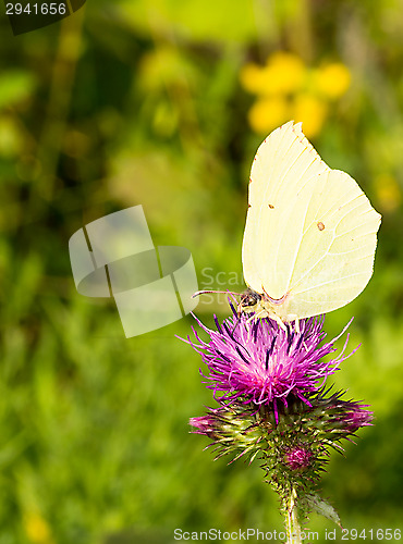 Image of Butterfly