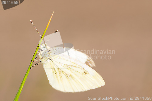 Image of Butterfly