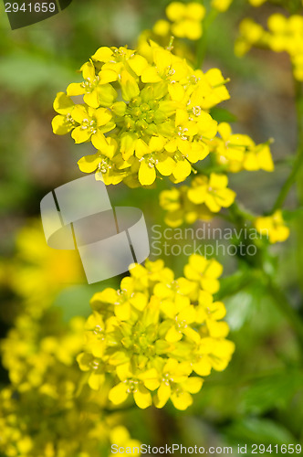 Image of Yellow flowers