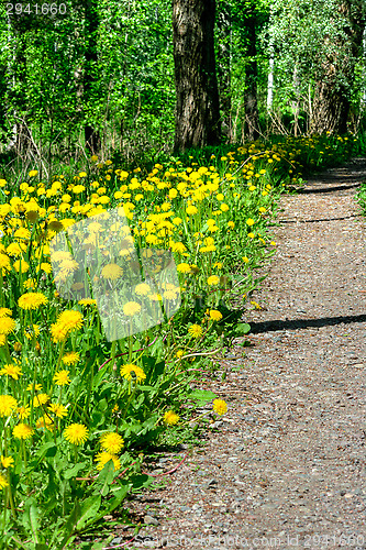 Image of Dandelion