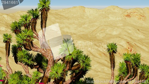 Image of Joshua trees