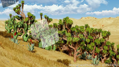 Image of Joshua trees