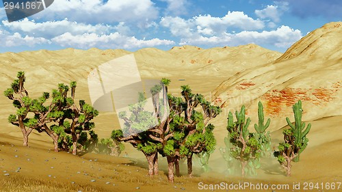 Image of Joshua trees