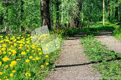 Image of Dandelion