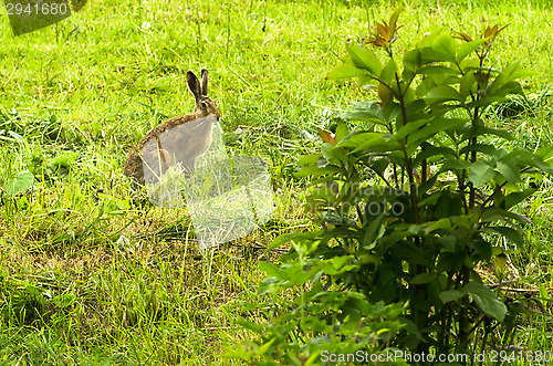 Image of Hare