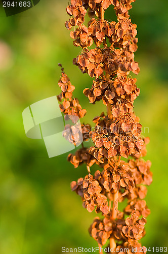 Image of Plant