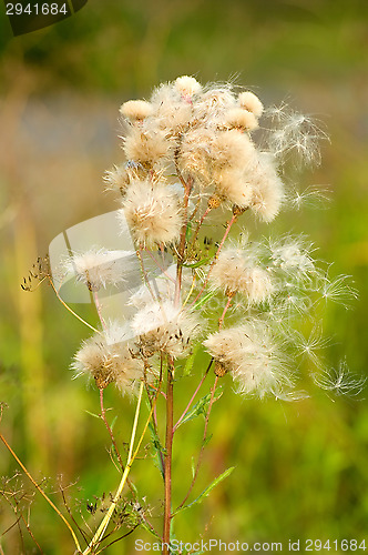 Image of Pollen